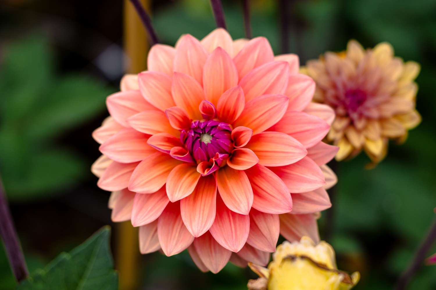 Dahlie ‘American Dawn’